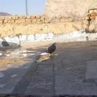 کفترم گمشده