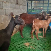 نر بز مورسیا اصیل