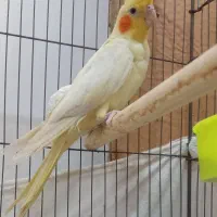 عروس هلندی