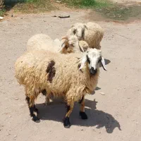 بره نر مخصوص پروار