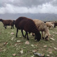 فروش دو عدد قوچ همو