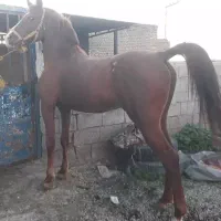 خالص ایرانی