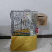 عروس هلندی