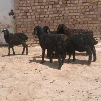 بره
