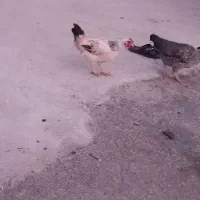 فروش چنتا مرغ محلی تخم گذار