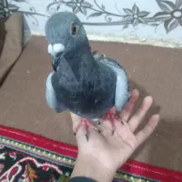 کفتر مگس