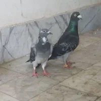 کفتر جفت