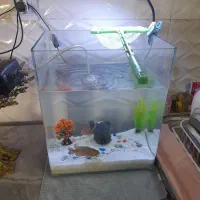 اکواریم|ماهی|ورامین, جعفر آباد اخوان|دیوار