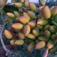 کود محرک رشد مناسب فصل