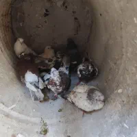 کبوتر کفتر