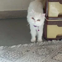 گربه پرشین ماده