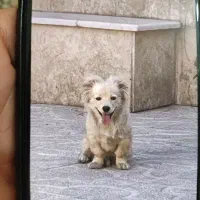 واگذاری توله مینی گلدن و مینی ژرمن