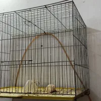 دو عدد قفس پرنده