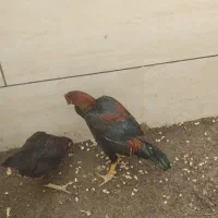 مرغ و خروس لاری