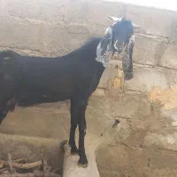 یک عدد کره نر پرواری