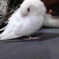۱۷۰۰