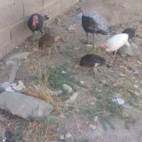 بوقلمون ۶ ماهع