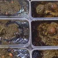 عذای آماده ارمیا