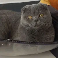 گربه اسکاتیش نر