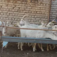 ۷راس بزسانن اصل