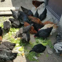 مرغ وخروس محلی