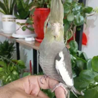 طوطی عروس هلندی