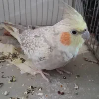 عروس هلندی