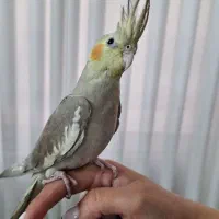 عروس هلندی نر دستی با قفس