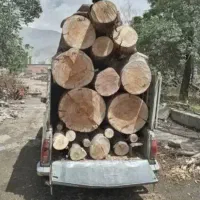 قطع.برش و تیکه کردن درخت و چوب و هرس با اره موتوری