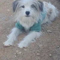 سگ نژاد دار شناسنامه دار
