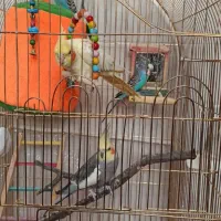 عروس هلندی مرغ عشق