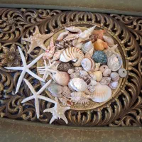 فروش انواع صدف های خاص و وارداتی