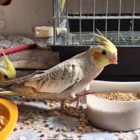 عروس هلندی نر ۳ ماهه