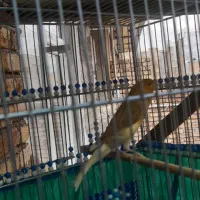 قناری نر مست معاوضه