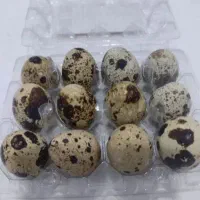 تخم بلدرچین