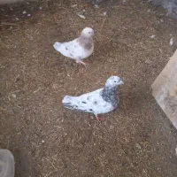 کفتر جفتی یکو چهارصد سرور ماده زرد نر مشکی