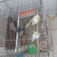 عروس هلندی مولد