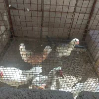 فروش جوجه مرغ و خروس محلی