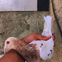 کفتر کوهی نامور جوجه