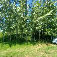 فروش-زمین-در-انتهای-کوی-حسینی-کوچه-گل-محمدی