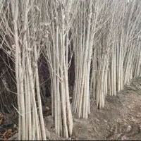 نهال سپیدار