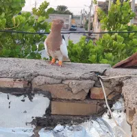 پرنده کبوتر ماده کله زرد