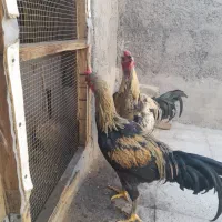 جوجه خروس لاری