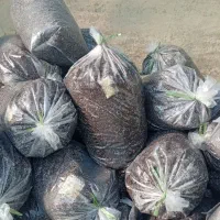 فروش خاک گلدان