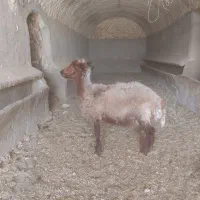 میش و بره افشاری