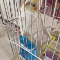 عروس هلندی ماده