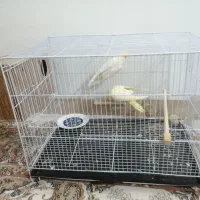 عروس هلندی
