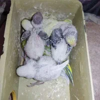 جفت مرغ عشق رنگین کمانی با ۵ تا جوجه