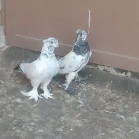 کفتر کبوتر