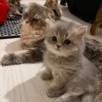 ۲ تا بچه گربه بریتیش هایلند عروسکی